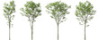 Growth tropics serene trees form isolate on transparent backgrounds 3d illustrations png