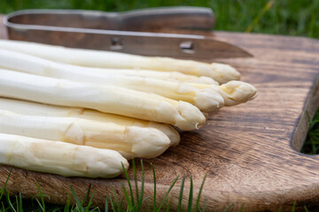 Wall Mural - Spring season, new harvest of Dutch, German white asparagus, bunch of raw washed and pilled white asparagus and green grass