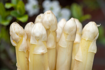 Wall Mural - Spring season, new harvest of Dutch, German white asparagus, bunch of raw washed and pilled white asparagus and fruit tree blossom