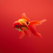 Elegant Goldfish in Red: A single goldfish swimming in a striking red backdrop, embodying simplicity and elegance in aquatic design