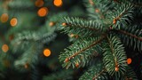 Fototapeta  - Pine Tree Close Up With Background Lights