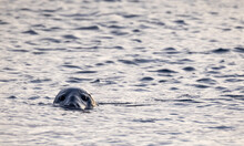 Curious Seal Peeking Above Icelandic Waters