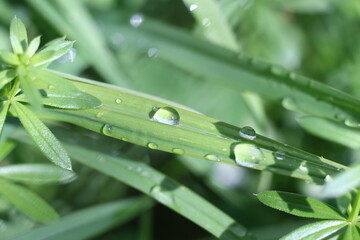 Wall Mural - dew on a grass