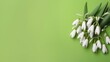 Spring time flowers like snowdrops (Galanthus nivalis), isolated on colorful simple flay lay background,