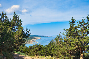 Wall Mural - Dirt road through coniferous forest along the north coast of Akamas Peninsula, Paphos district, Cyprus.