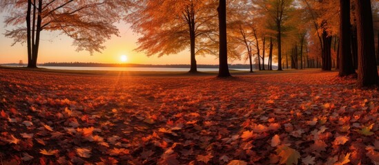 Wall Mural - A beautiful sunset in a park within a Woodland Ecoregion, with leaves scattered on the ground. The sky is painted with warm hues as the sun sets behind the horizon