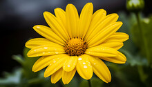 Beautiful Yellow Daisy Flower With Water Drops On Petals.