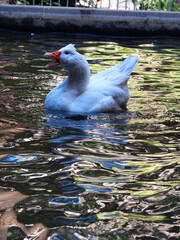 Poster - Canard blanc dans un bassin