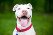 A happy Pit Bull Terrier mixed breed dog panting