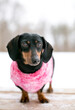 A Dachshund dog wearing a sweater outdoors in the snow