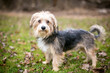 A Maltese x Yorkshire Terrier or 