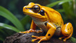 Beautiful yellow frog in nature