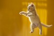 Cute playful kitten jumping on sunny yellow background