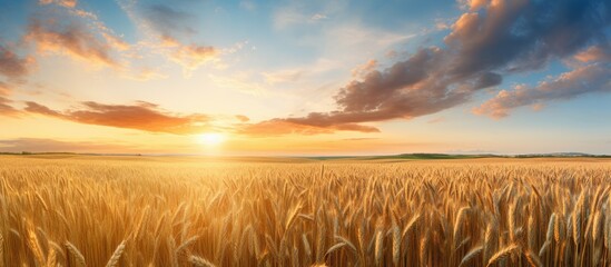 Wall Mural - A vast grassland of wheat, with the sun setting on the horizon against a backdrop of cumulus clouds in the sky, creating a stunning natural landscape