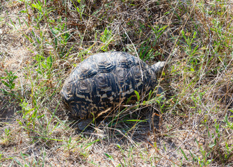 a leopard tortoise, stigmochelys pardalis, slowly strides through a vast expanse of green grass in s