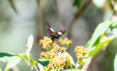 Wall Mural - A Lamplight Altinote, Altinote ozomene, butterfly perched on a bright yellow flower. In Mexico.