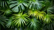 Lush palm trees in vibrant exotic tropical forest jungle setting for panoramic wallpaper