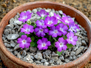 Wall Mural - Purple flowers of Primula allionii Lepus in a clay pot