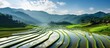 Terraced rice field in water season