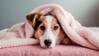 Dog under warm plaid at home. Cute puppy warms under pink blanket in cold autumn winter day