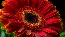 Red Gerbera Flower Blossom - Close Up Shot Photo Details Spring Time