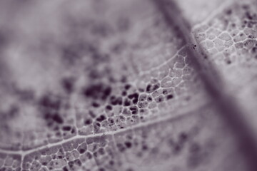 Wall Mural - water drops on the window