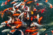 Colorful koi fish swimming in a pond in Vietnam