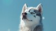 Husky dog on a pastel blue background