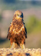 © ADDICTIVE STOCK - Majestic bird of prey posing in Lleida fields