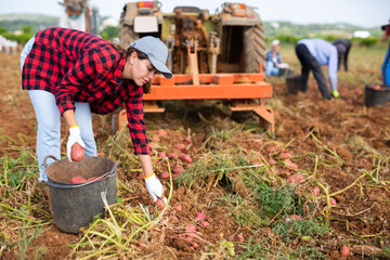 Wall Mural - Young woman agriculturist gathering potatoes from ground while working on field.