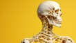 Half body of human skeleton model in anatomy 