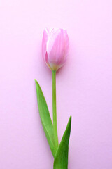 Wall Mural - One pink tulip on a pink background. Vertical photo