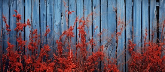 Wall Mural - A natural landscape featuring a blue wooden fence adorned with vibrant red flowers in front of it, creating a picturesque and artistic scene