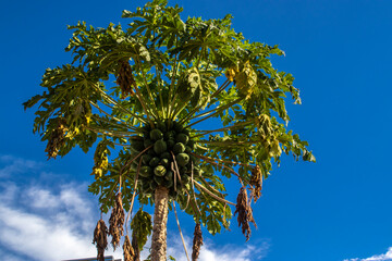 Wall Mural - papaya with green fruits, subsistence agriculture on a farm in Brazil