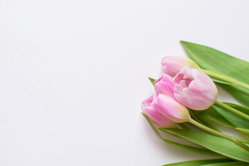 Wall Mural - Bouquet of pink spring tulips and place for text for Mother's Day or Women on a white background. Top view flat style.