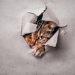 Bengal Cat looking through Hole