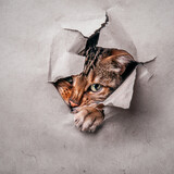 Fototapeta Las - Bengal Cat looking through Hole