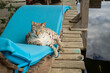 Mink Bengal Cat on Garden Chair