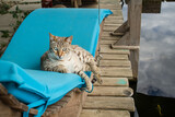 Fototapeta Las - Mink Bengal Cat on Garden Chair