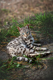 Fototapeta Las - Young Bengal Cat with perfect Markings