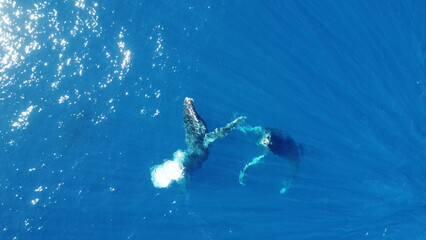 Whales swimming in the ocean, photos taken via drone