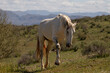 White wild horse stallion with desert mountains in the background in the Salt River wild horse management area near Scottsdale Arizona United States