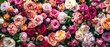Blooming beautiful colorful roses as floral background