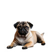 A pug dog lying, Isolated on transparent PNG background, Generative ai