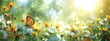 Sunlit field of daisies with fluttering butterflies. Chamomile flowers on a summer meadow in nature, panoramic landscape.