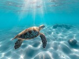 Fototapeta  - A graceful sea turtle swimming in clear blue water above sandy ocean floor.