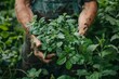 Fresh Mint Harvest in Farmer's Hands
