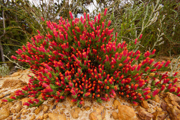 Wall Mural - Heath lechenaultia (Lechenaultia tubiflora) with red flowers, Western Australia     