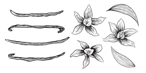 Wall Mural - Vanilla Flower with Sticks set. Vector hand drawn illustration pods isolated on white background. Bundle with outline drawing of spice. Sketch in ink line pen art style.