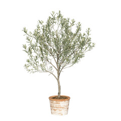 young olive tree in terracotta pot isolated. olive tree in pot. png transparency